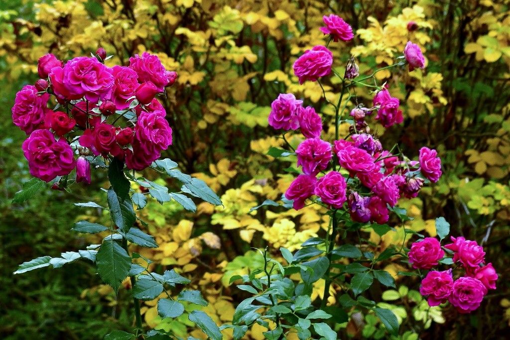 P1100993_2_1.JPG