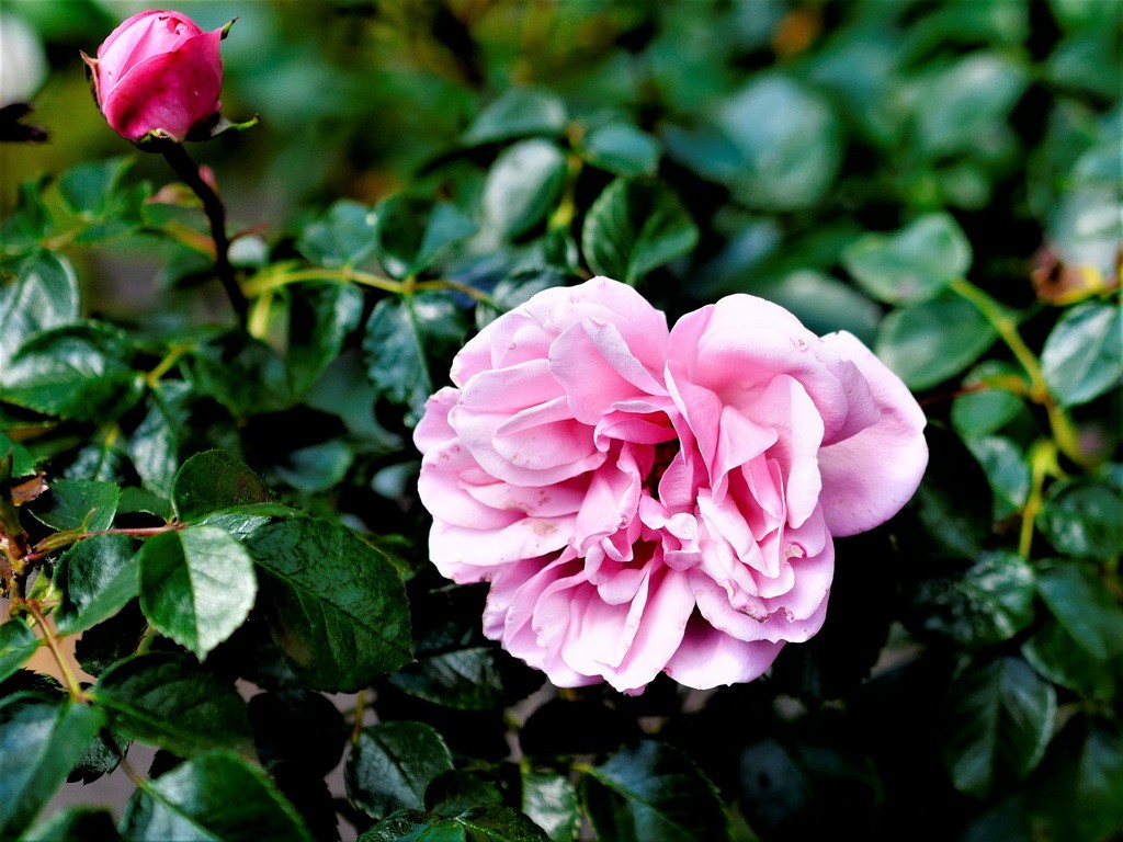 Rose.JPG