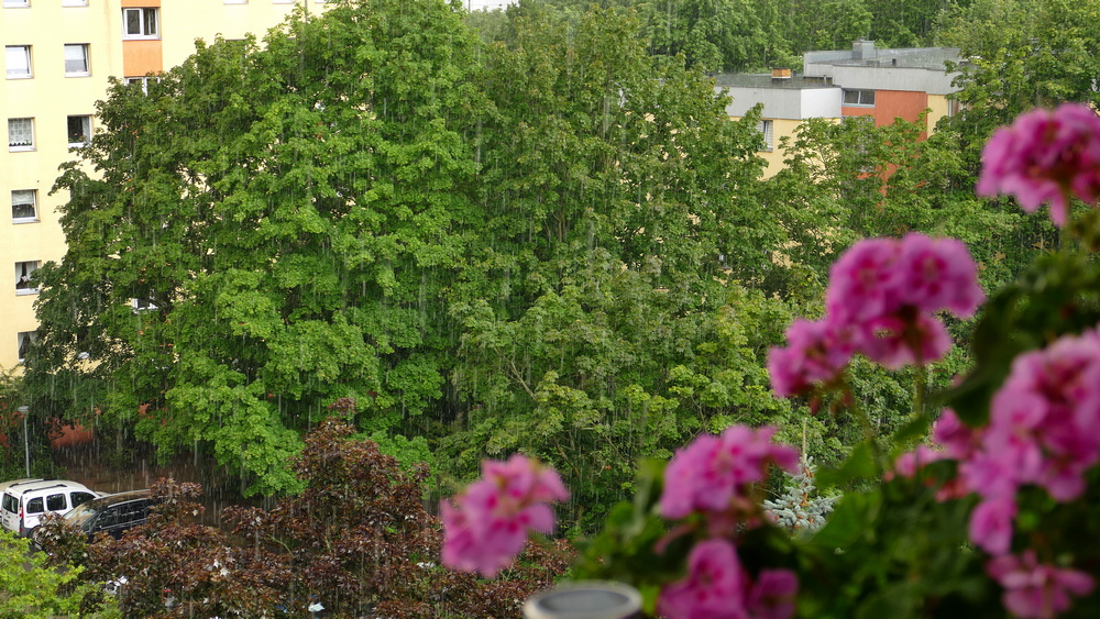 P1510236 Regen x.JPG