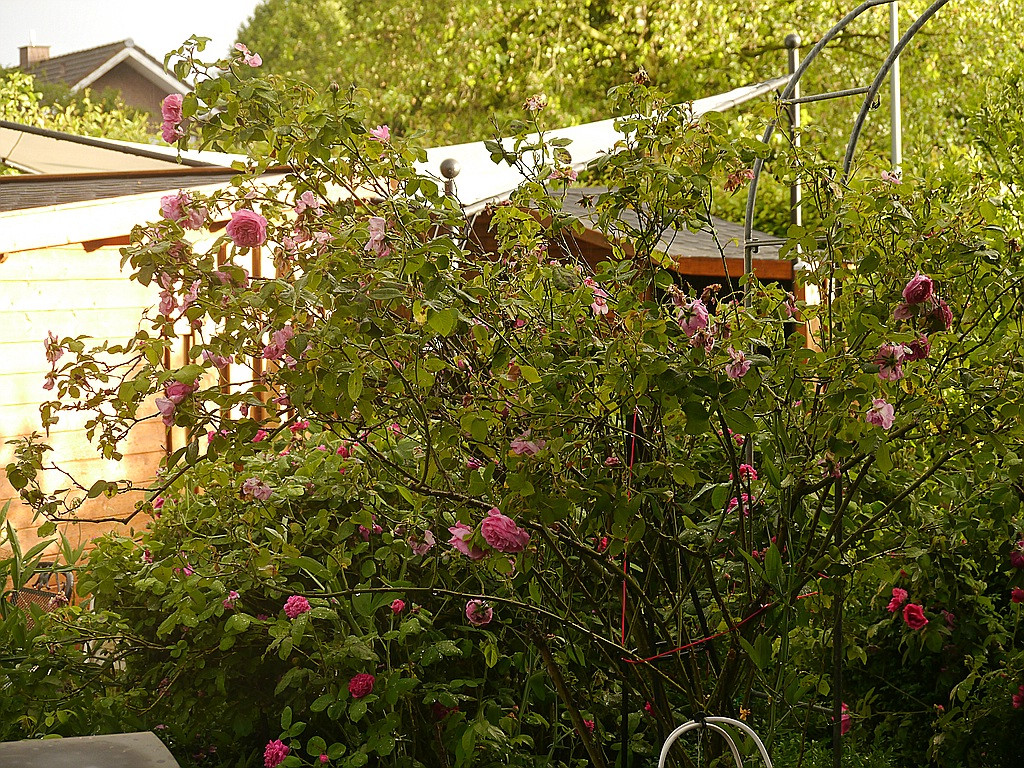 comp_P1000747.jpg