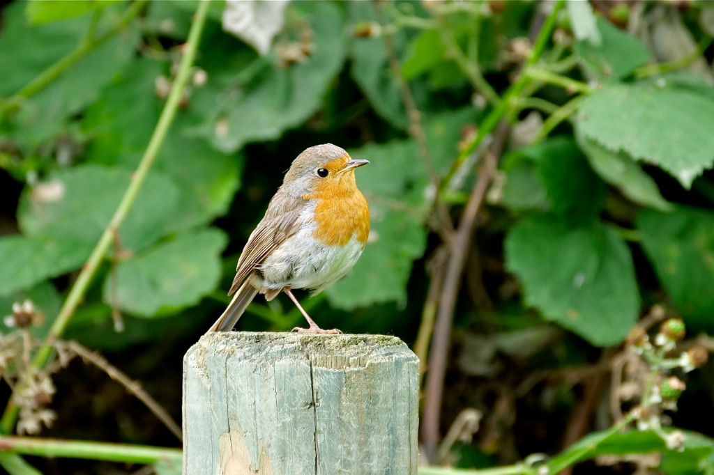 Rotkehlchen - einbeinig.jpg