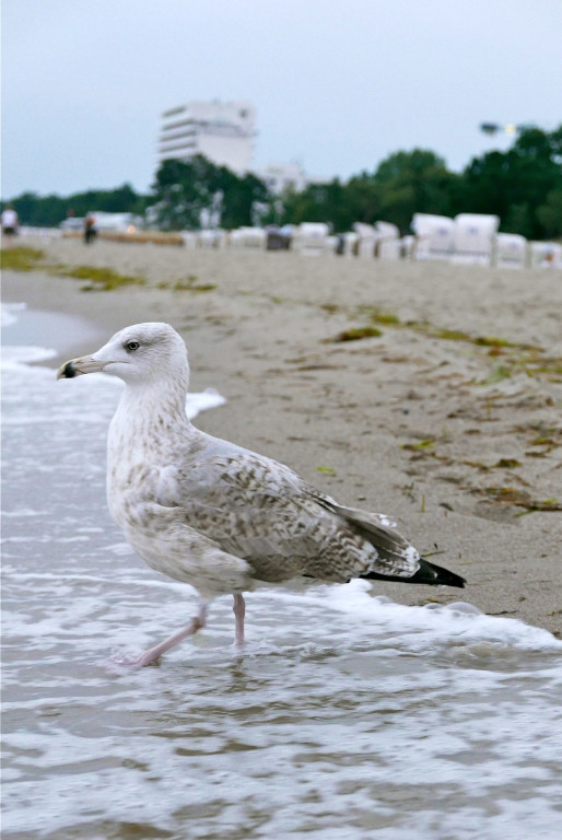 Eismöve - Timmendorfer Strand.jpg
