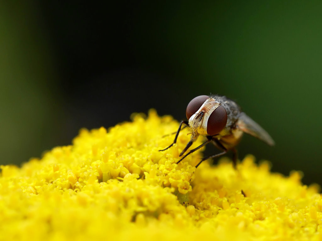 Schwebfliege auf Schafgarbe.jpg