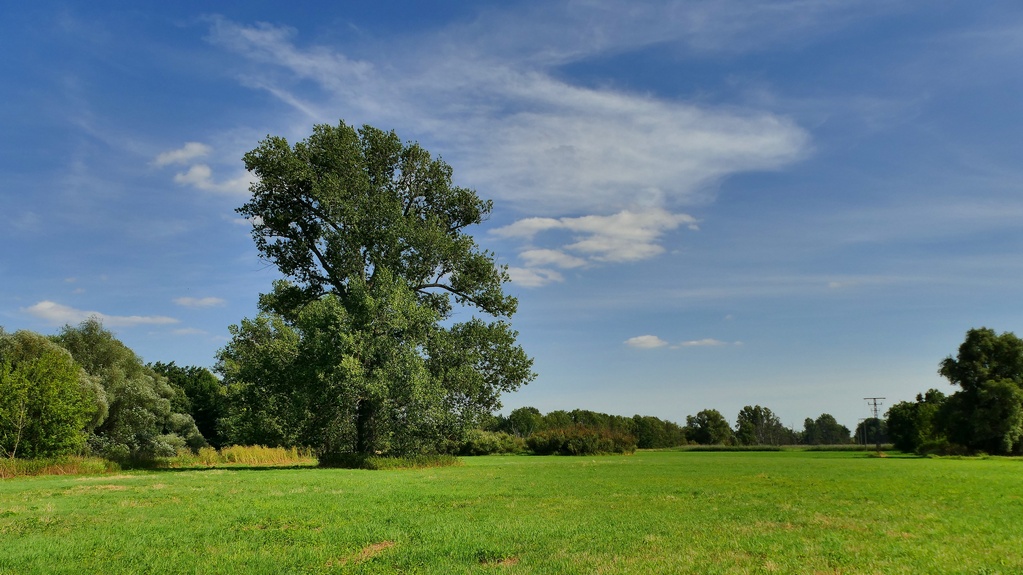 P1250863 verkl.jpg