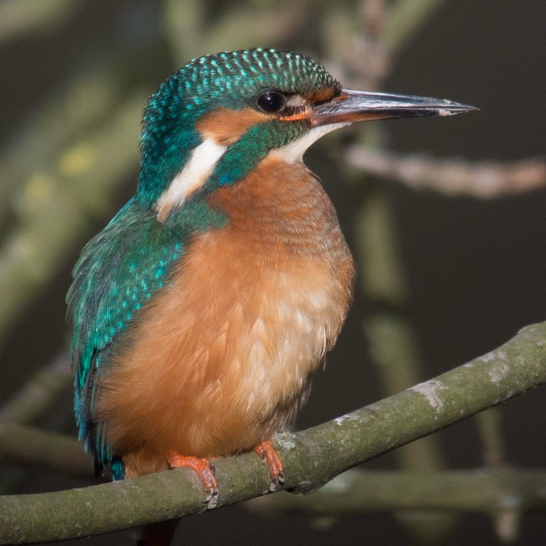 Eisvogel Nikon V1-3167.jpg