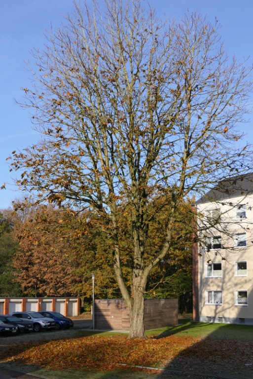 P1120062-2019-10-31-125-4,0-15-800.jpg