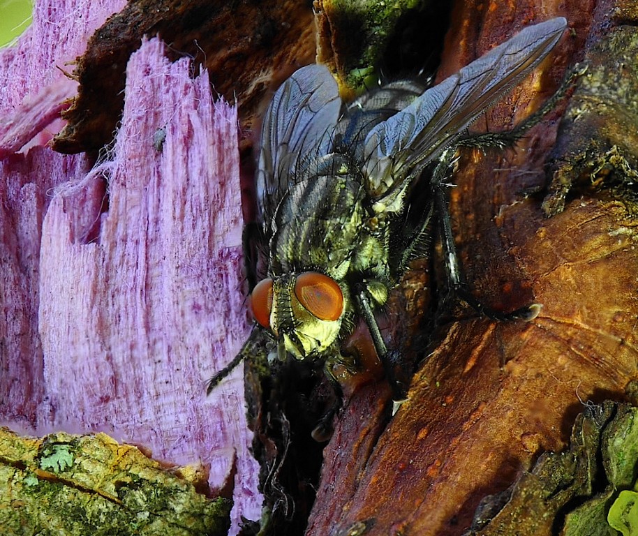 2020-08-21-Fliege-FZ10002-4KPF-1000a.jpg
