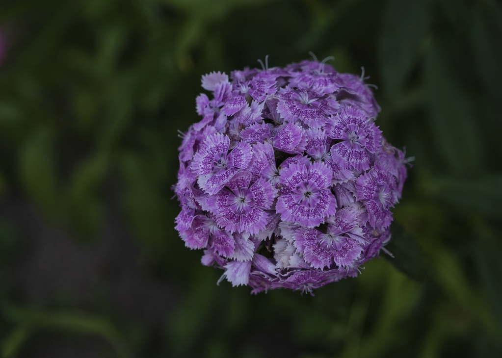 Blüte orig.jpg