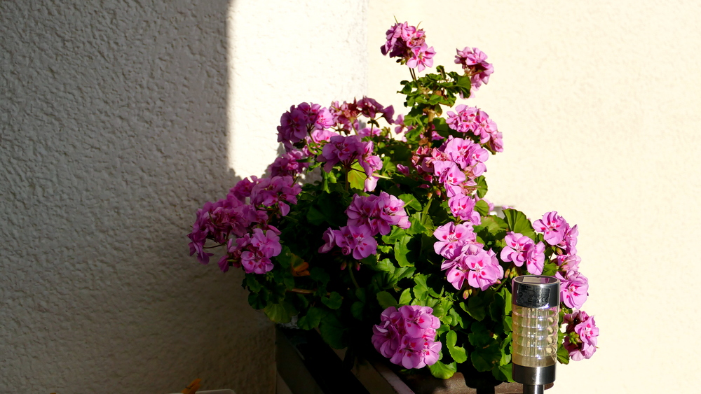 P1520678 Licht und Schatten.JPG