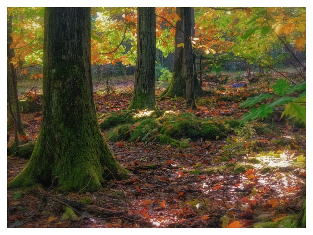 Herbstwald_Filter_1200px.jpg