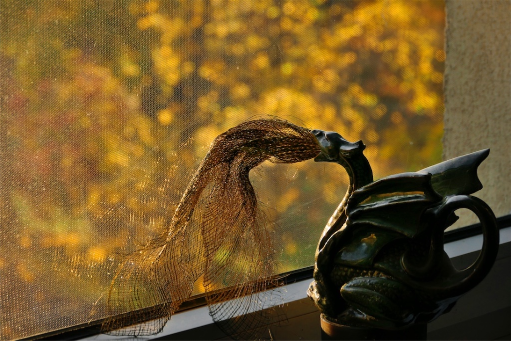 _2990679.JPG