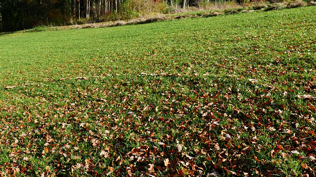 P2070802_hexenkreis2_small.jpg