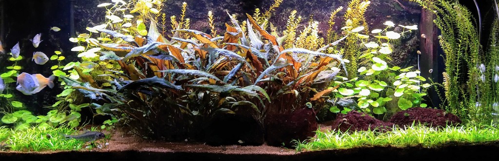 Aquarium.jpg