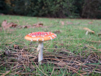 Fliegenpilz A-1.JPG
