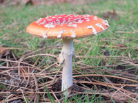 Fliegenpilz B-1.JPG
