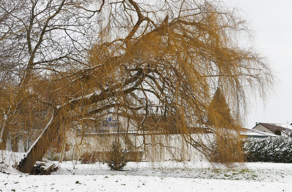 P1080298 Trauerweide im Winter ausges. 32 1000.jpg