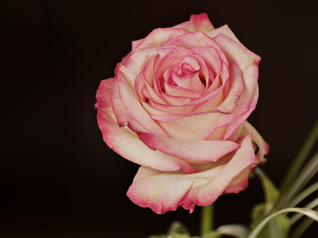Rose.JPG