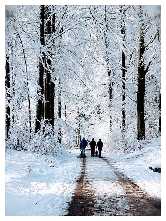 Winterwald_1200px.jpg