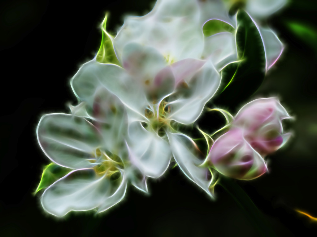 P3220583 Apfelblüte Fractalius.jpg