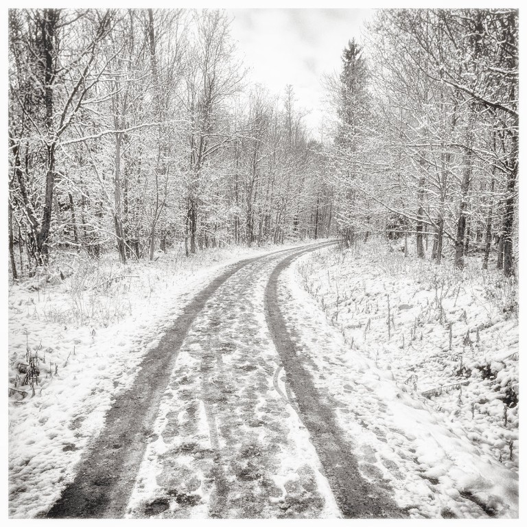 Winterwald-2_BW_1200px.jpg