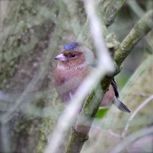 Buchfink im Geäst.jpg