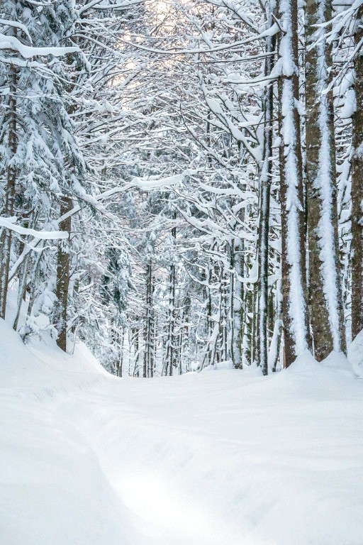 Waldbild Schnee B.jpg