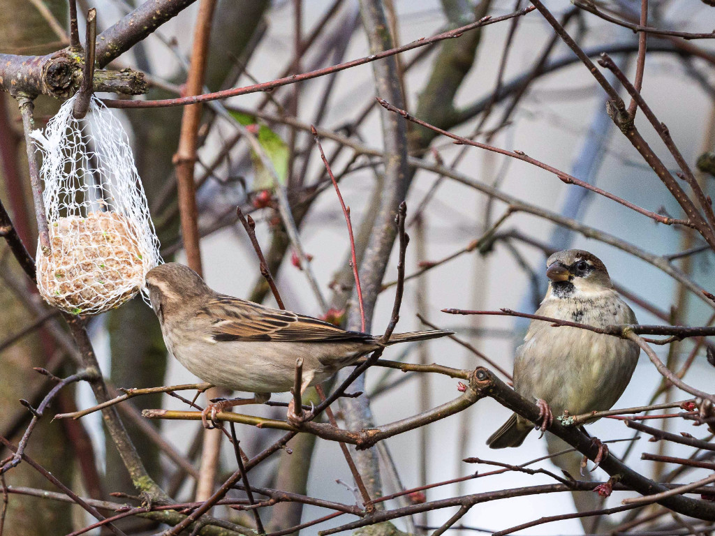 Vogel im Garten_02_crop.jpg