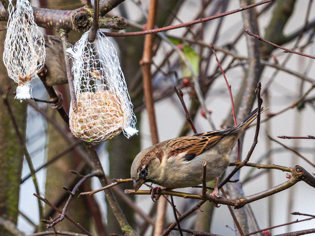 Vogel im Garten_01_crop.jpg