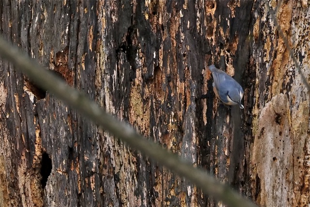 Kleiber am Totbaum.jpg