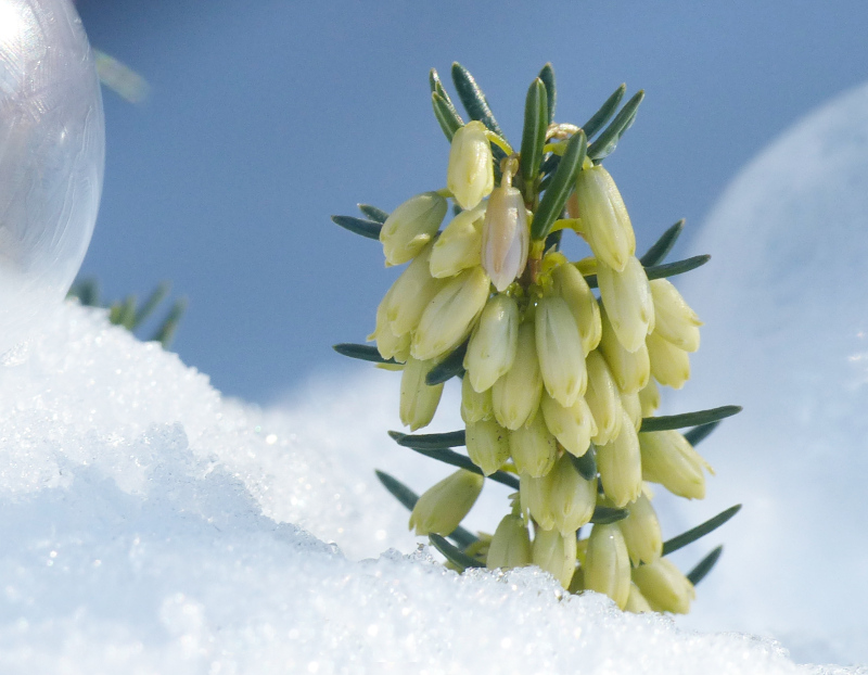 P1290384 Schneeheide.JPG