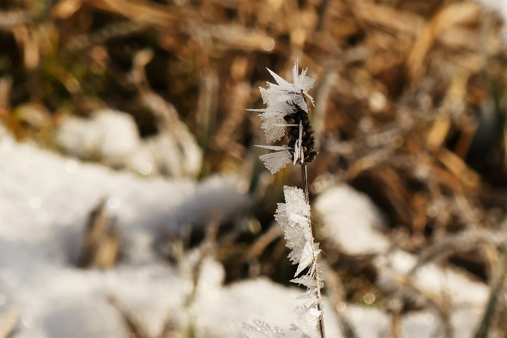 P1100699x.JPG