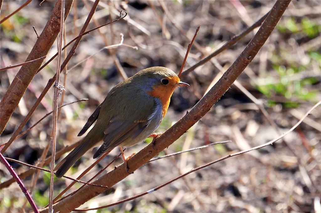 Rotkehlchen im Gegenlicht.jpg