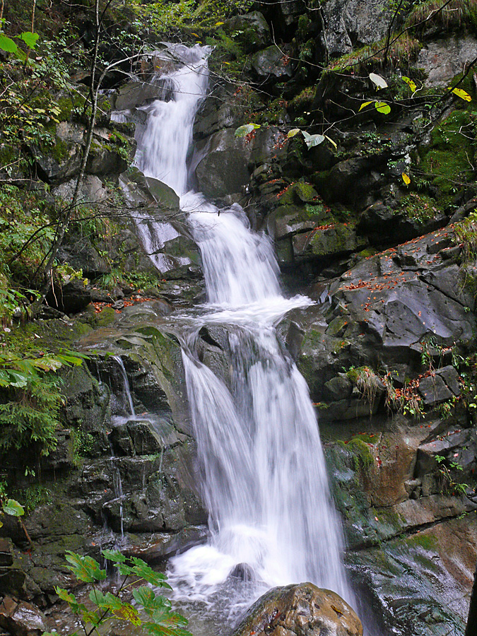 OA_595.jpg