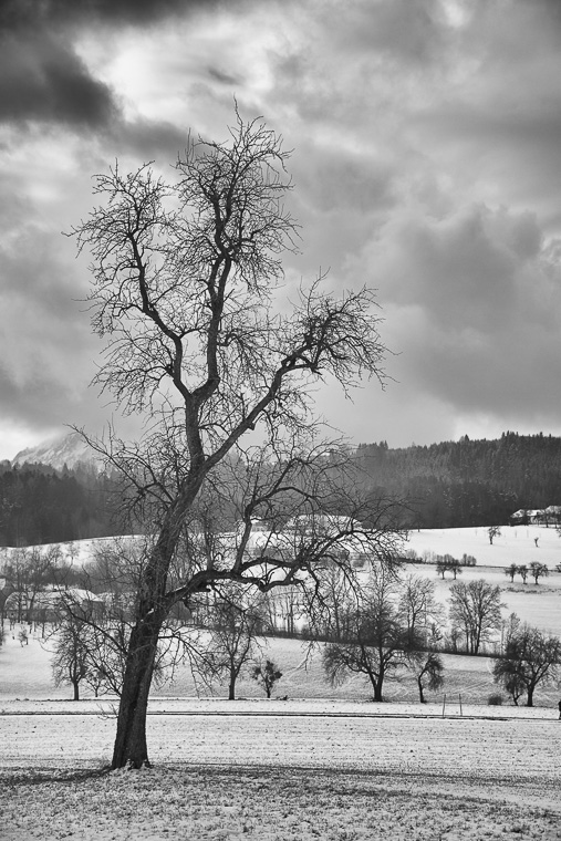_D750793.jpg