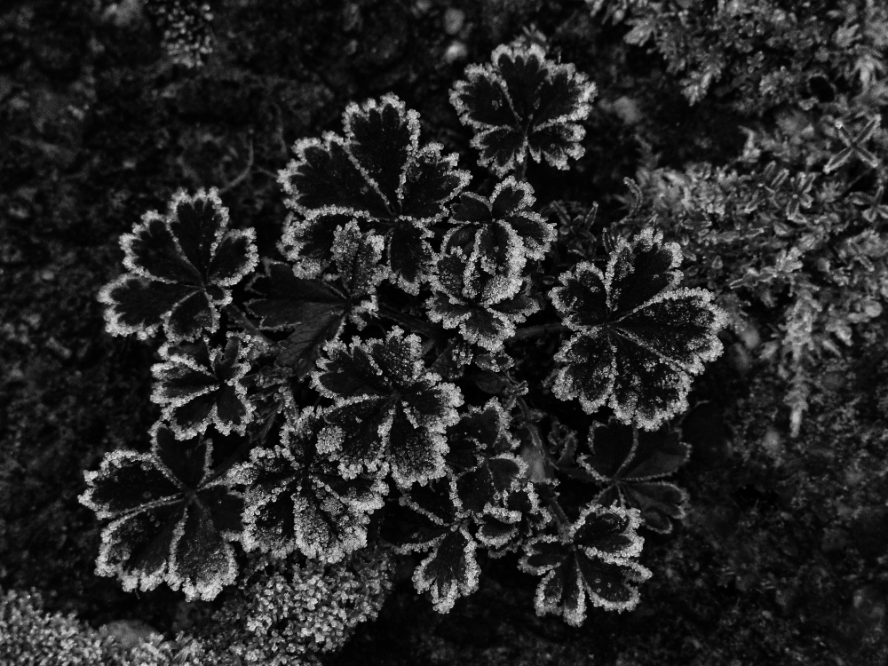 P1120751 sw verkleinert.jpg