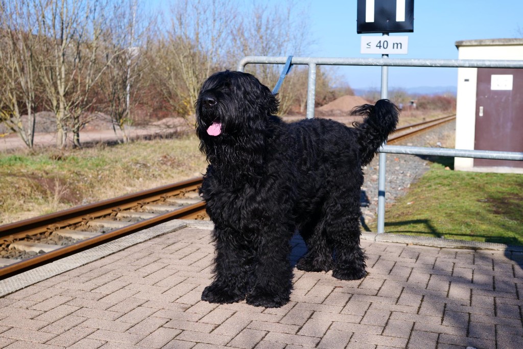 schwarzer russischer Terrier.JPG