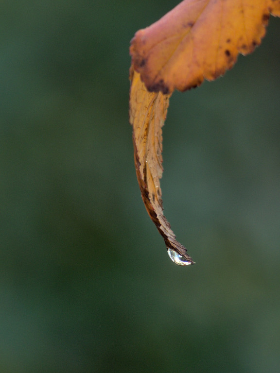 20201110_blatt_0001.jpg
