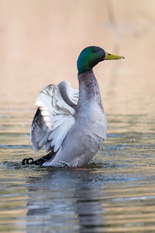 Ente-1026290.JPG