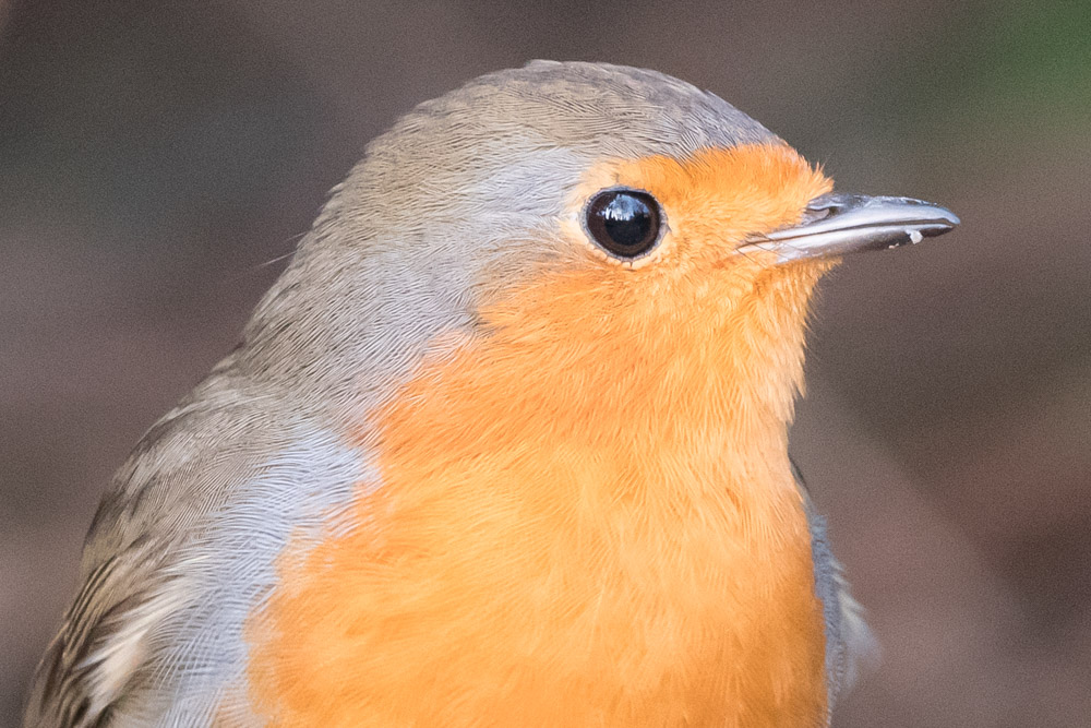 Rotkehlchen Panasonic 100-400 Ausschnitt-1013765.JPG