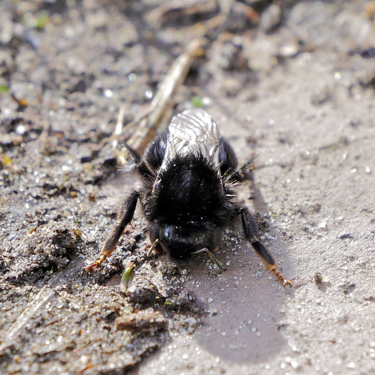 Steinhummel 1.jpg