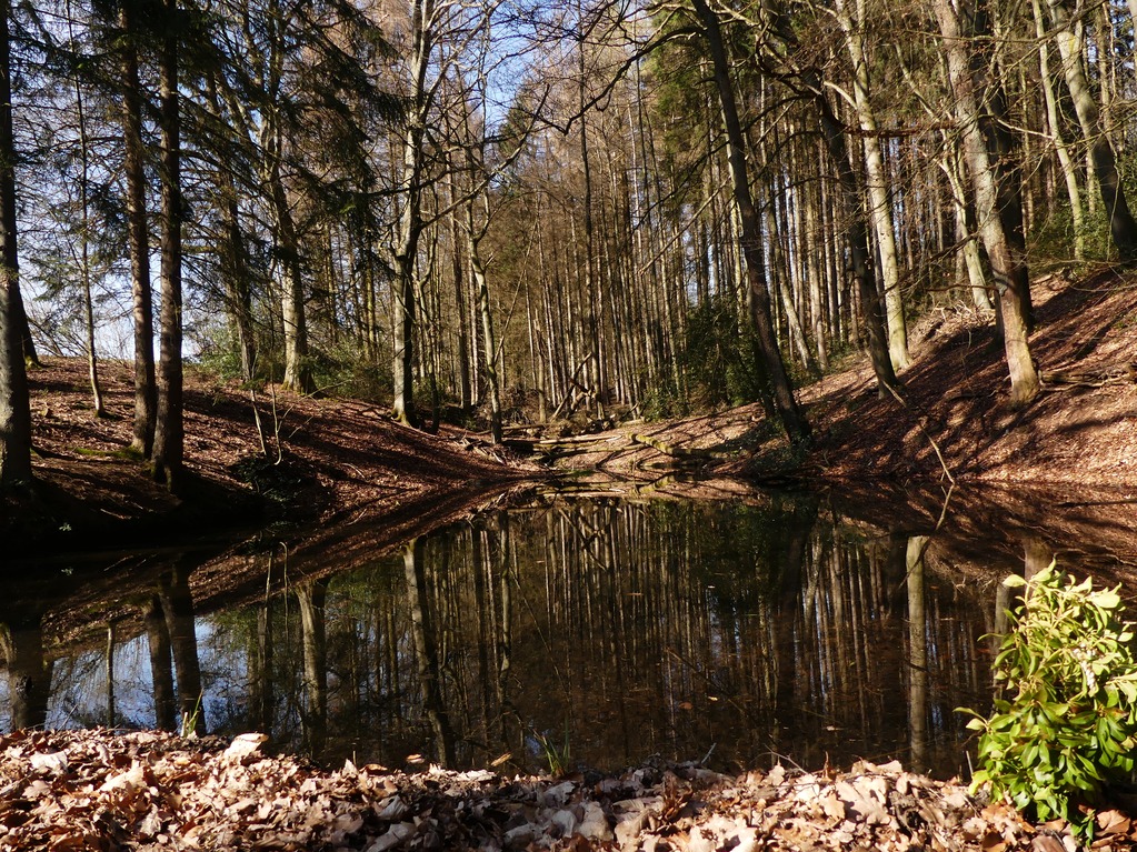 Teich.jpg