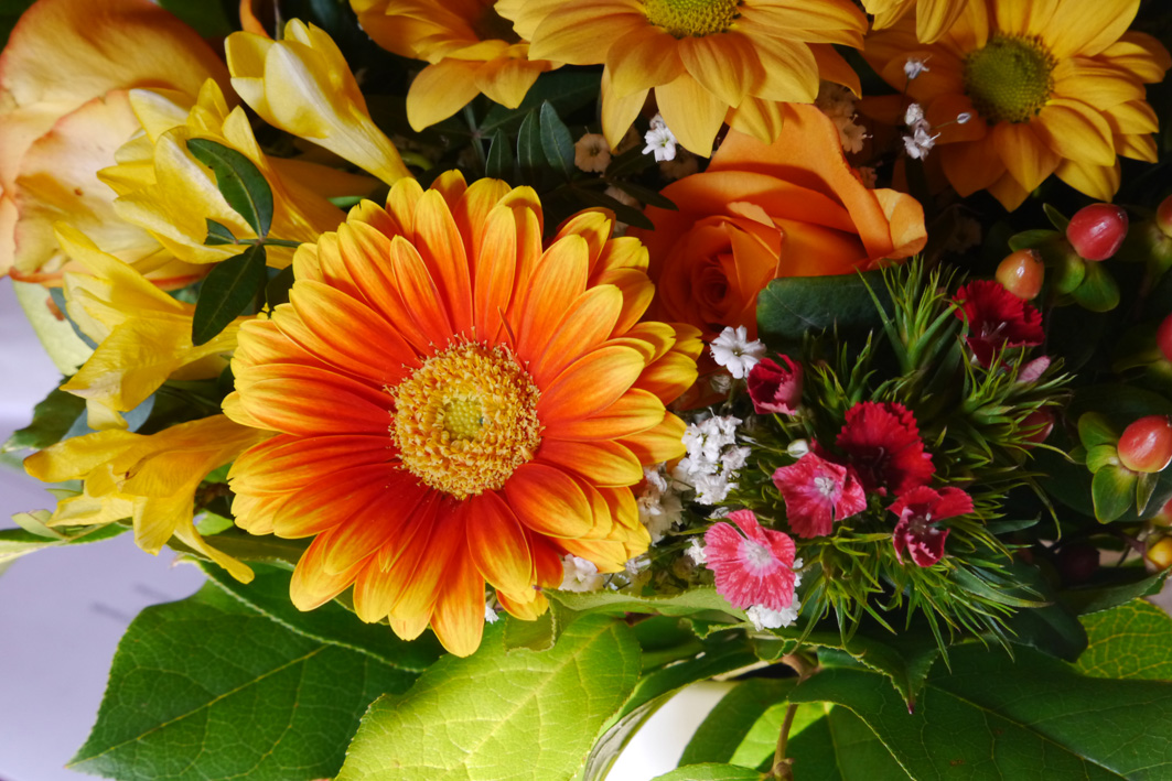 P1010244a.jpg