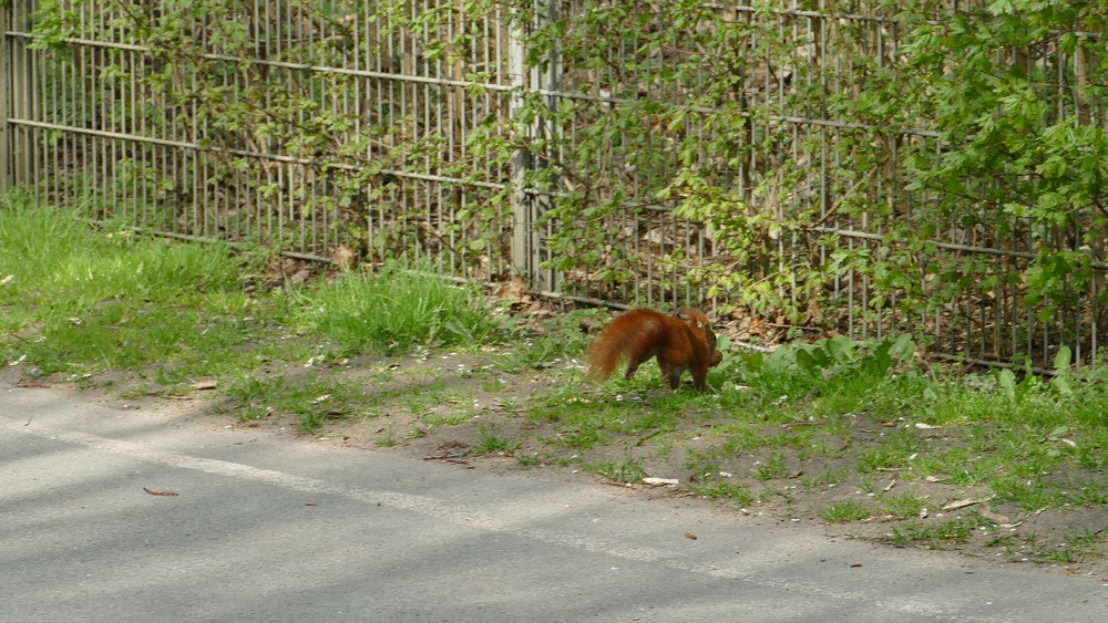 verkl.P1540584 x.jpg