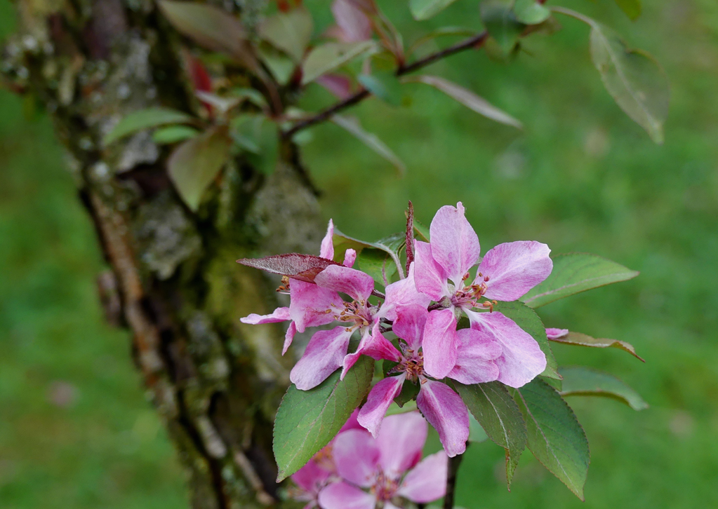 Apfelblüte2.jpg