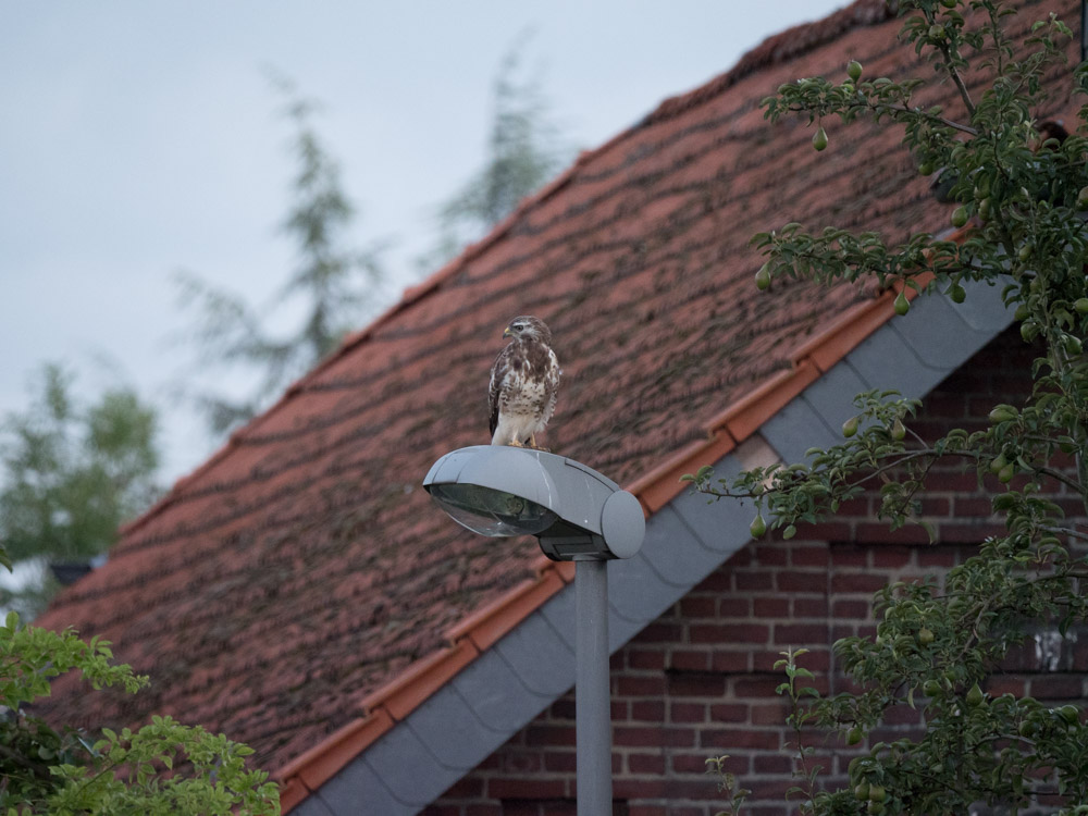 Mäusebussard-1007078.JPG