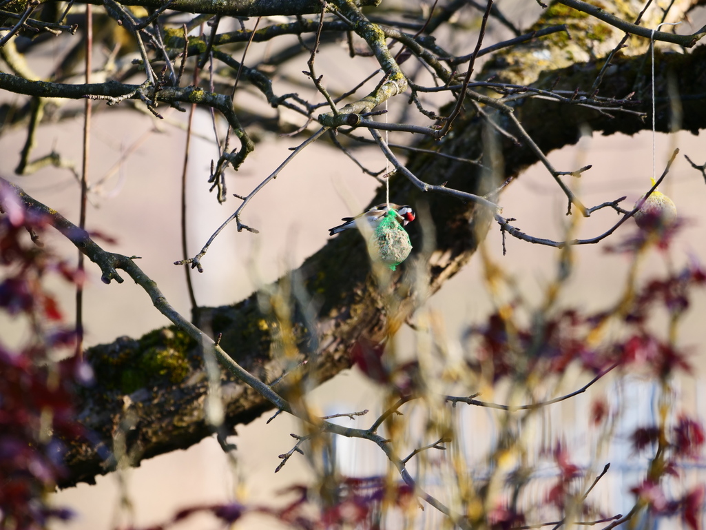 P1043499 1025x769.JPG