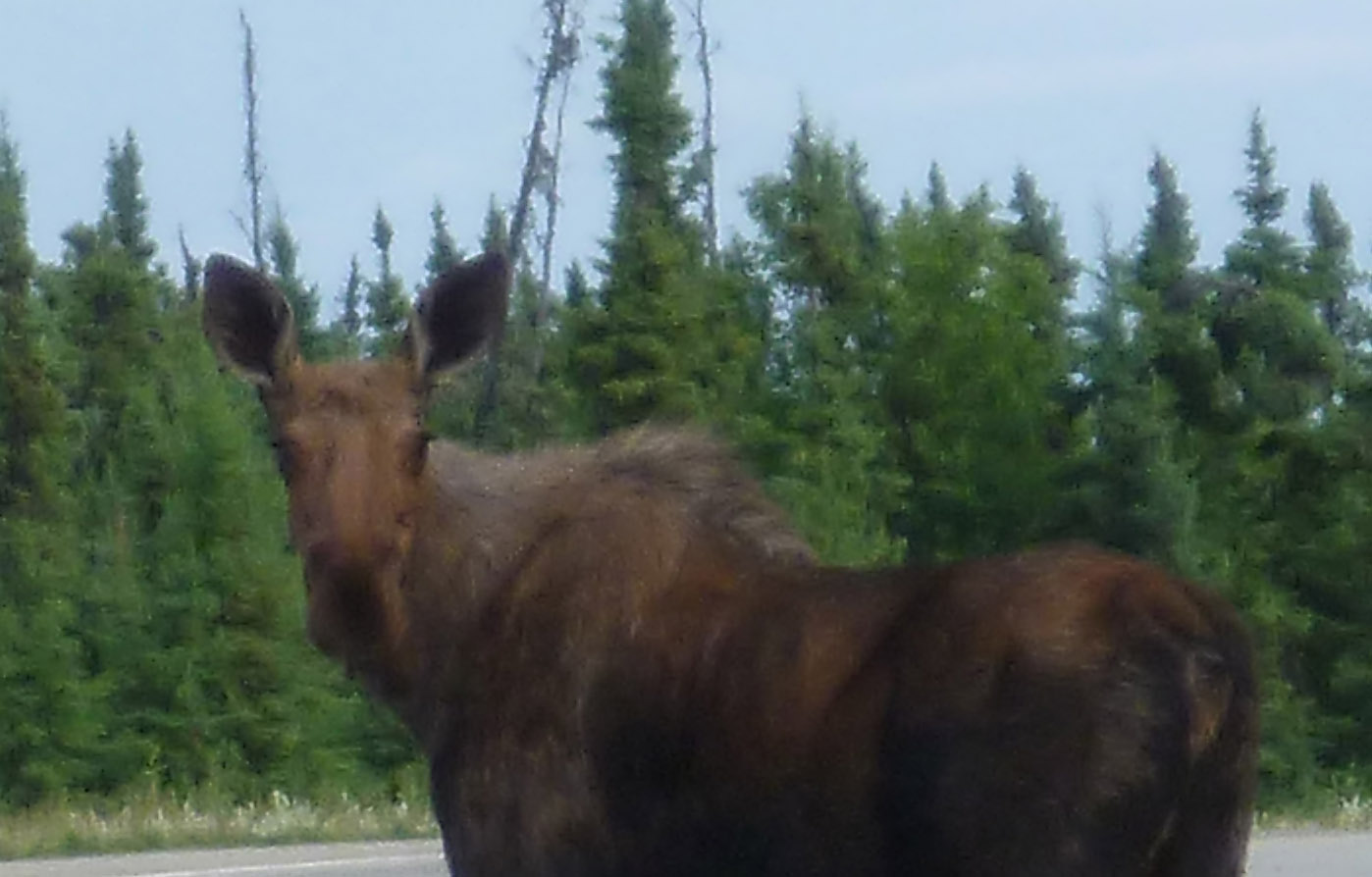 P1030123_Ausschitt.jpg
