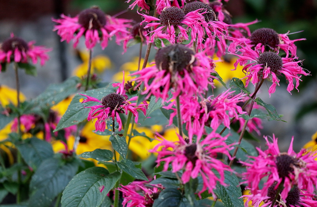 Florale Herbststrukturen_1.JPG