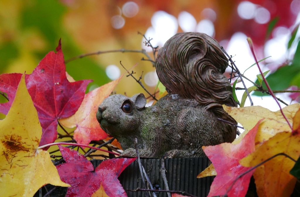 Eichhörnchen im Herbstgarten.jpg
