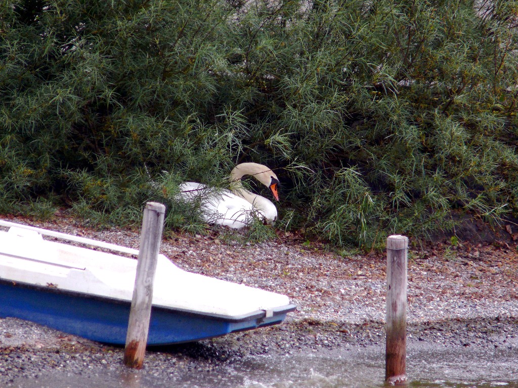 Schwan am brüten.jpg